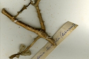 <strong>Rubiaceae - Gardenia - Gardenia ternifolia Schumach. & Thonn.</strong><br />© hnb