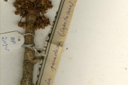 <strong>Sapotaceae - Vitellaria - Vitellaria paradoxa C.F.Gaertn.</strong><br />© hnb