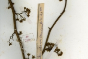 <strong>Sterculiaceae - Triplochiton - Triplochiton scleroxylon K.Schum.</strong><br />© hnb
