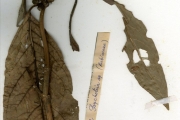 <strong>Rubiaceae - Psychotria - Psychotria psychotrioides (DC.) Roberty</strong><br />© hnb