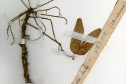 <strong>Sterculiaceae - Hildegardia - Hildegardia barteri (Mast.) Kosterm.</strong><br />© hnb