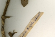 <strong>Rubiaceae - Gardenia - Gardenia ternifolia Schumach. & Thonn.</strong><br />© hnb
