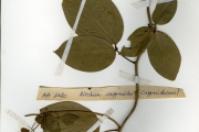 <strong>Capparidaceae - Ritchiea - Ritchiea capparoides (Andrews) Britten</strong><br />© hnb
