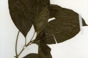<strong>Rubiaceae - Pavetta - Pavetta corymbosa (DC.) F.M.Williams</strong><br />© hnb
