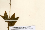 <strong>Orchidaceae - Zeuxine - Zeuxine occidentalis (Summerh.) Geerinck</strong><br />© hnb