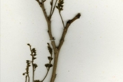 <strong>Leguminosae-Papilionoideae - Pterocarpus - Pterocarpus erinaceus Poir.</strong><br />© hnb