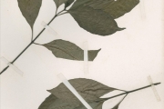 <strong>Acanthaceae - Pseuderanthera - Pseuderanthera tunicatum (Afzel.) Milne-Redh.</strong><br />© hnb