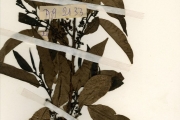 <strong>Annonaceae - Cleistopholis - Cleistopholis patens (Benth.) Engl. & Diels</strong><br />© hnb