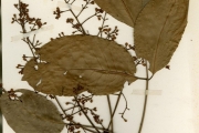 <strong>Meliaceae - Khaya - Khaya grandifoliola C.DC.</strong><br />© hnb