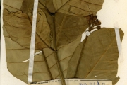 <strong>Apocynaceae - Tabernaemontana - Tabernaemontana pachysiphon Stapf</strong><br />© hnb