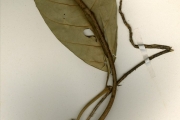 <strong>Apocynaceae - Tabernaemontana - Tabernaemontana pachysiphon Stapf</strong><br />© hnb