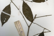 <strong>Rubiaceae - Rothmannia - Rothmannia urcelliformis (Hiern) Bullock ex Robyns</strong><br />© hnb