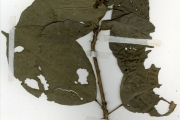 <strong>Menispermaceae - Sphenocentrum - Sphenocentrum jollyanum Pierre</strong><br />© hnb