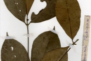 <strong>Rubiaceae - Rothmannia - Rothmannia whitfieldii (Lindl.) Dandy</strong><br />© hnb