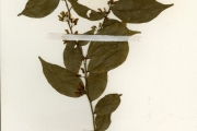 <strong>Polygalaceae - Carpolobia - Carpolobia lutea G.Don</strong><br />© hnb