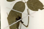 <strong>Leguminosae-Papilionoideae - Angylocalyx - Angylocalyx oligophyllus (Baker) Baker f.</strong><br />© hnb