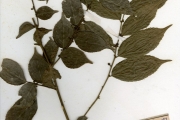 <strong>Pandaceae - Microdesmis - Microdesmis keayana J.Léonard</strong><br />© hnb