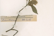 <strong>Acanthaceae - Rungia - Rungia grandis T.Anderson</strong><br />© hnb