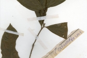 <strong>Ochnaceae - Campylospermum - Campylospermum flavum (Schum.) Farron</strong><br />© hnb