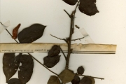 <strong>Connaraceae - Cnestis - Cnestis ferruginea Vahl ex DC.</strong><br />© hnb