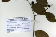 <strong>Icacinaceae - Rhaphiostylis - Rhaphiostylis beninensis (Hook.f. ex Planch.) Planch. ex Benth.</strong><br />© hnb