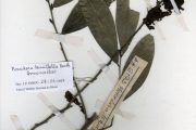 <strong>Annonaceae - Monodora - Monodora tenuifolia Benth.</strong><br />© hnb