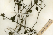 <strong>Acanthaceae - Dicliptera - Dicliptera adusta Lindau</strong><br />© hnb