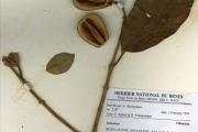 <strong>Oleaceae - Schrebera - Schrebera arborea A.Chev.</strong><br />© hnb
