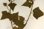 <strong>Malvaceae - Hibiscus - Hibiscus rostellatus Guill. & Perr.</strong><br />© hnb