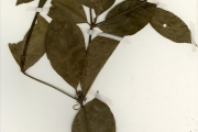 <strong>Rubiaceae - Rothmannia - Rothmannia longiflora Salisb.</strong><br />© hnb