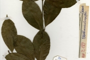 <strong>Rubiaceae - Rothmannia - Rothmannia longiflora Salisb.</strong><br />© hnb