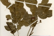 <strong>Leguminosae-Mimosoideae - Albizia - Albizia zygia (DC.) J.F.Macbr.</strong><br />© hnb