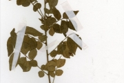 <strong>Rutaceae - Clausena - Clausena anisata (Willd.) Hook.f. ex Benth.</strong><br />© hnb