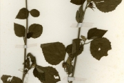 <strong>Malvaceae - Hibiscus - Hibiscus owariensis P.Beauv.</strong><br />© hnb