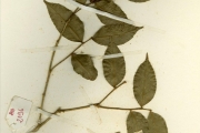 <strong>Pandaceae - Microdesmis - Microdesmis keayana J.Léonard</strong><br />© hnb