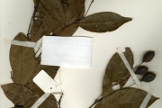<strong>Capparidaceae - Maerua - Maerua duchesnei (De Wild.) F.White</strong><br />© hnb
