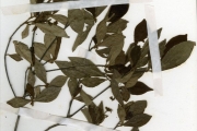 <strong>Violaceae - Rinorea - Rinorea yaundensis Engl.</strong><br />© hnb
