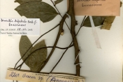 <strong>Annonaceae - Dennettia - Dennettia tripetala Baker f.</strong><br />© hnb