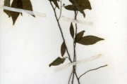 <strong>Dichapetalaceae - Tapura - Tapura fischeri Engl.</strong><br />© hnb