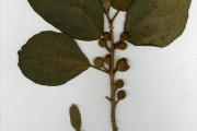 <strong>Moraceae - Ficus - Ficus exasperata Vahl</strong><br />© hnb