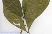 <strong>Sapindaceae - Pancovia - Pancovia pedicellaris Radlk. & Gilg</strong><br />© hnb