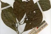 <strong>Euphorbiaceae - Macaranga - Macaranga barteri Müll.Arg.</strong><br />© hnb
