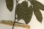 <strong>Apocynaceae - Landolphia - Landolphia owariensis P.Beauv.</strong><br />© hnb