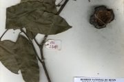 <strong>Apocynaceae - Landolphia - Landolphia owariensis P.Beauv.</strong><br />© hnb