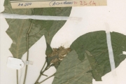 <strong>Acanthaceae - Rungia - Rungia grandis T.Anderson</strong><br />© hnb