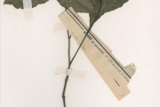 <strong>Acanthaceae - Pseuderanthemum - Pseuderanthemum tunicatum (Afzel.) Milne-Redh.</strong><br />© hnb