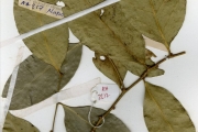 <strong>Lecythidaceae - Napoleonaea - Napoleonaea vogelii Hook. & Planch.</strong><br />© hnb