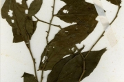 <strong>Euphorbiaceae - Drypetes - Drypetes floribunda Müll.Arg.</strong><br />© hnb