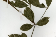 <strong>Rubiaceae - Rothmannia - Rothmannia longiflora Salisb.</strong><br />© hnb
