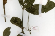 <strong>Rubiaceae - Rothmannia - Rothmannia longiflora Salisb.</strong><br />© hnb